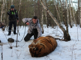 По Воронежу разгуливал тигр, сбежавший из ГАЗели - фото 1