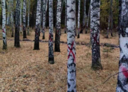 Стало известно, что означают красные кресты на деревьях в Северном лесу Стало известно, что означают красные кресты на деревьях в Северном лесу