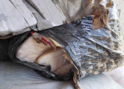 20 тонн тухлого мяса нашли в Воронеже 20 тонн тухлого мяса нашли в Воронеже