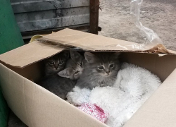 В Воронеже беспризорных котят с ВАИ заберут добрые хозяева В Воронеже беспризорных котят с ВАИ заберут добрые хозяева