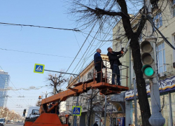 Деградирующие деревья спилили на проспекте Революции в Воронеже Деградирующие деревья спилили на проспекте Революции в Воронеже