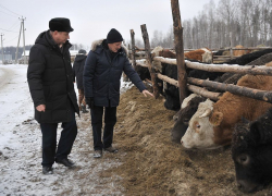 Воронежский губернатор Гордеев познакомился с передовым опытом в мясном скотоводстве Воронежский губернатор Гордеев познакомился с передовым опытом в мясном скотоводстве
