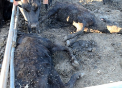 Воронежские коммунисты посчитали виновником массовой гибели заморских коров в Аннинском районе капитализм Воронежские коммунисты посчитали виновником массовой гибели заморских коров в Аннинском районе капитализм