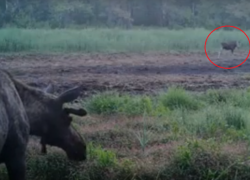 Неудачное свидание лосей в воронежском заповеднике сняли на видео Неудачное свидание лосей в воронежском заповеднике сняли на видео