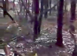 Воронежец снял на видео шокирующий лес на Машмете Воронежец снял на видео шокирующий лес на Машмете