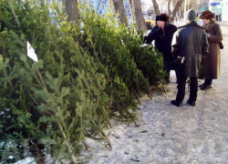 Кто в Воронеже захватил елочные базары и почему городские власти отказались от 1 млн. рублей (АУДИО) Кто в Воронеже захватил елочные базары и почему городские власти отказались от 1 млн. рублей (АУДИО)