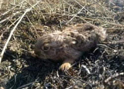 Ландшафтные пожары начали убивать животных в Воронежской области Ландшафтные пожары начали убивать животных в Воронежской области