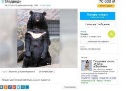 В Воронеже на продажу через Avito выставили гималайских медведей В Воронеже на продажу через Avito выставили гималайских медведей