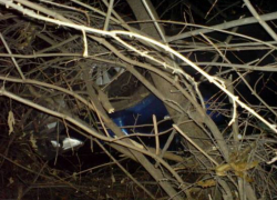 В Воронежской области «Тойота» врезалась в дерево и перевернулась В Воронежской области «Тойота» врезалась в дерево и перевернулась
