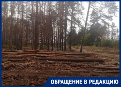 Воронежцы сообщили о варварской вырубке леса, который сохранил Гордеев Воронежцы сообщили о варварской вырубке леса, который сохранил Гордеев