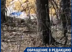Деревья на трассе "Воронеж-Курск" превратили в сборщиков мусора Деревья на трассе "Воронеж-Курск" превратили в сборщиков мусора