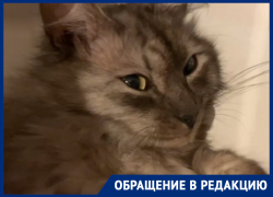 В нереальной позе застали саблезубого курильского кота в холодильнике в Воронеже В нереальной позе застали саблезубого курильского кота в холодильнике в Воронеже