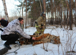 Сбежавшего тигра поместили в Воронежский зоопарк Сбежавшего тигра поместили в Воронежский зоопарк
