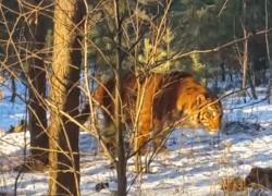 МЧС опубликовало видео поимки сбежавшего тигра в Воронеже МЧС опубликовало видео поимки сбежавшего тигра в Воронеже