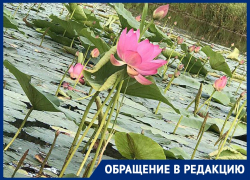 Исчезновением пруда с лотосами обеспокоены в Воронежской области Исчезновением пруда с лотосами обеспокоены в Воронежской области