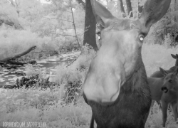 Лосиха сделала селфи в Воронежском заповеднике Лосиха сделала селфи в Воронежском заповеднике