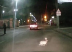 На видеозапись попала атака зайца на движущийся автомобиль в Воронеже На видеозапись попала атака зайца на движущийся автомобиль в Воронеже