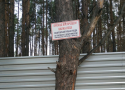 Власти приостановили вырубку Северного леса Воронежа Власти приостановили вырубку Северного леса Воронежа