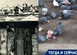 Куда подевались знаменитые воронежские голубятни Куда подевались знаменитые воронежские голубятни