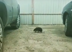 Умилительное дефиле ежика попало на видео в Воронеже Умилительное дефиле ежика попало на видео в Воронеже