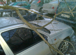 Воронежские коммунальщики заплатят автовладельцу за ветку, упавшую на крышу его машины Воронежские коммунальщики заплатят автовладельцу за ветку, упавшую на крышу его машины