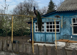 Гордого павлина на газовой трубе заметили в воронежском Сомово Гордого павлина на газовой трубе заметили в воронежском Сомово