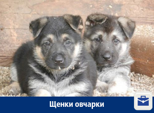 Продаются щенки восточноевропейской овчарки Продаются щенки восточноевропейской овчарки