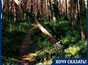 Наш лес травят, – жительница Северного микрорайона Воронежа Наш лес травят, – жительница Северного микрорайона Воронежа