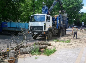 Из-за голодных жуков в центре Воронежа начали рубить деревья Из-за голодных жуков в центре Воронежа начали рубить деревья
