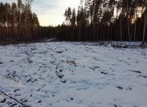 С владельцев «Рамонских дач» Воронежский заповедник попробует взыскать 144 млн руб С владельцев «Рамонских дач» Воронежский заповедник попробует взыскать 144 млн руб
