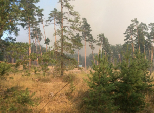 Воронежцы переживают, что чудовищный пожар на Левом берегу не смогут потушить, и история 2011 года повторится Воронежцы переживают, что чудовищный пожар на Левом берегу не смогут потушить, и история 2011 года повторится