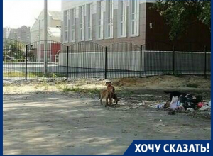 У школы нас поджидают бродячие псы, - мама воронежской первоклассницы У школы нас поджидают бродячие псы, - мама воронежской первоклассницы