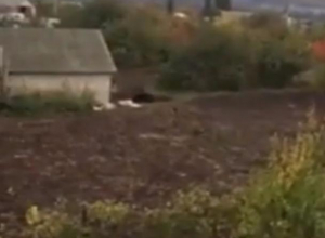 Убийство медведя, растерзавшего мужчину под Воронежем, сняли на видео Убийство медведя, растерзавшего мужчину под Воронежем, сняли на видео