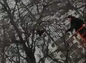 Операция по спасению грача в Воронеже попала на видео Операция по спасению грача в Воронеже попала на видео