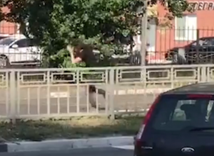 Социальный эксперимент со скручиванием автомобильных номеров сняли в Воронеже Социальный эксперимент со скручиванием автомобильных номеров сняли в Воронеже