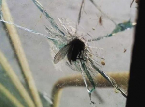 Суровую муху-Халка показали на фото в Воронеже Суровую муху-Халка показали на фото в Воронеже
