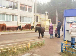 Табун лошадей сбежал от пьяного хозяина в Воронеже Табун лошадей сбежал от пьяного хозяина в Воронеже