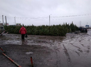 Елочный базар утонул в непроходимой грязи, отпугнув воронежцев Елочный базар утонул в непроходимой грязи, отпугнув воронежцев