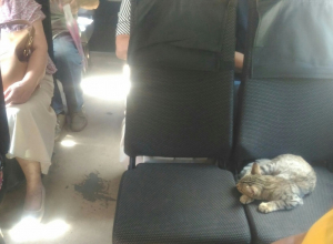Самого приятного пассажира нашли в воронежской маршрутке Самого приятного пассажира нашли в воронежской маршрутке