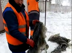 Извлечение 10 кг пленки из канализации в Воронеже попало на видео Извлечение 10 кг пленки из канализации в Воронеже попало на видео