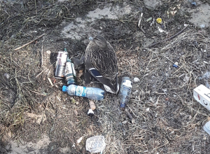 На замусоренной воронежской фан-зоне утка свила гнездо На замусоренной воронежской фан-зоне утка свила гнездо