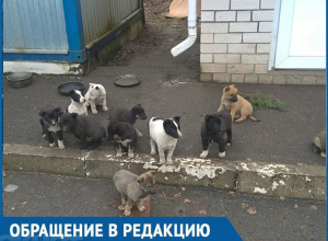 Воронежцев растрогала история оставшихся без матери щенков Воронежцев растрогала история оставшихся без матери щенков
