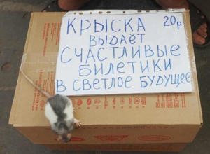 Крысиный стартап со светлым будущим заметили на улице в Воронеже Крысиный стартап со светлым будущим заметили на улице в Воронеже