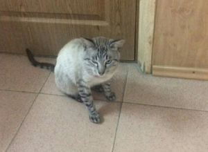 Наглый кот и антисанитария в масловской поликлинике шокировали воронежца Наглый кот и антисанитария в масловской поликлинике шокировали воронежца