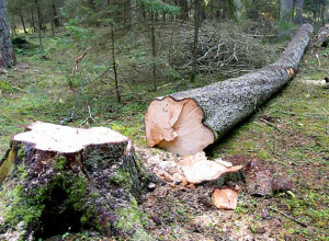 Воронежец заплатит 806 тысяч рублей за рубку деревьев для сарая Воронежец заплатит 806 тысяч рублей за рубку деревьев для сарая
