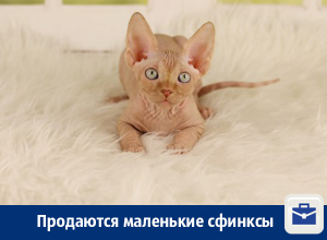 Котята-сфинксы из частного питомника Котята-сфинксы из частного питомника