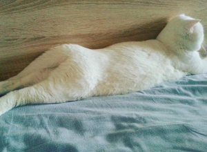 Самого элегантного кота в позе модели сфотографировали в Воронеже Самого элегантного кота в позе модели сфотографировали в Воронеже