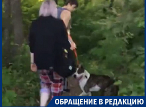 Бойцовская собака изуродовала щенка самоеда в Воронеже Бойцовская собака изуродовала щенка самоеда в Воронеже