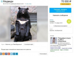 В Воронеже на продажу через Avito выставили гималайских медведей В Воронеже на продажу через Avito выставили гималайских медведей