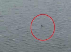 Загадочное чудовище в Воронежском водохранилище сняли на видео Загадочное чудовище в Воронежском водохранилище сняли на видео